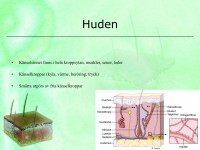 /album/huden/a6-sinnesorganen-012-jpeg1/